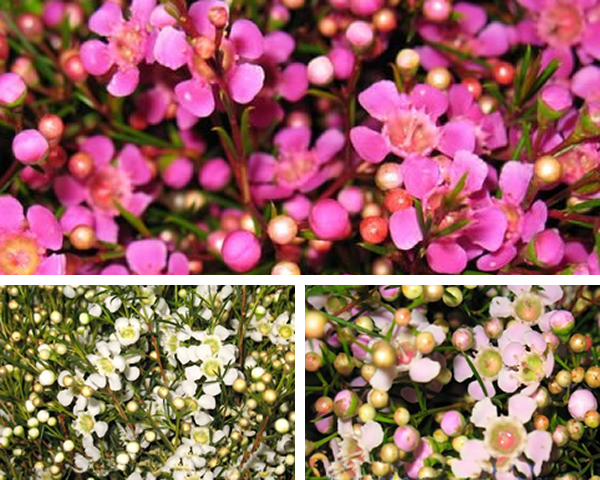 Geraldton Wax, Eden, Ofir, MB Orchid